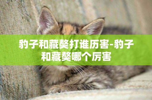豹子和藏獒打誰歷害-豹子和藏獒哪個厲害