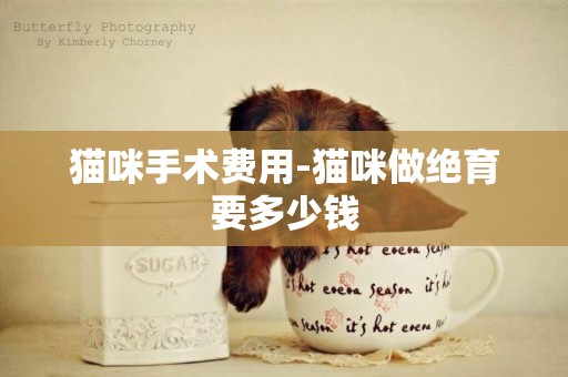貓咪手術費用-貓咪做絕育要多少錢