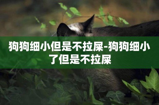 狗狗細小但是不拉屎-狗狗細小了但是不拉屎