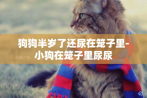 狗狗半歲了還尿在籠子里-小狗在籠子里尿尿