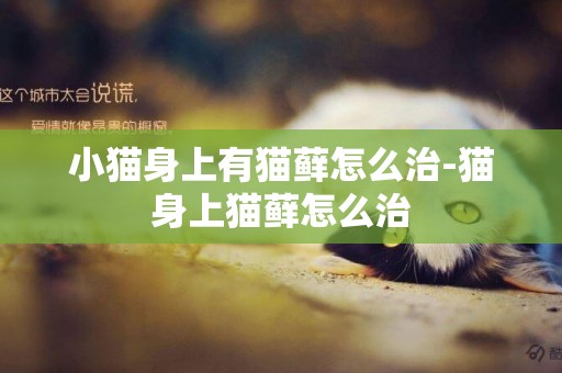小貓身上有貓蘚怎么治-貓身上貓蘚怎么治