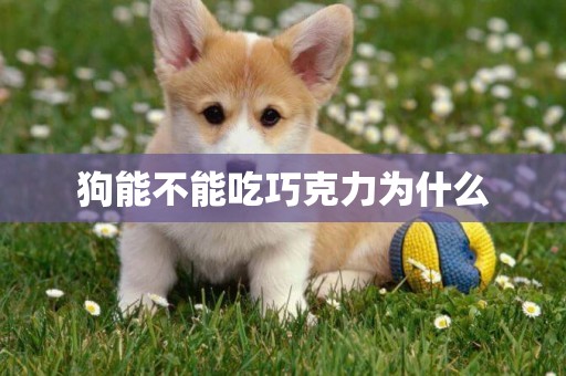 狗能不能吃巧克力為什么
