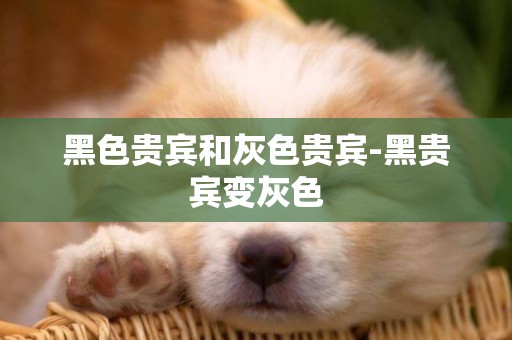 黑色貴賓和灰色貴賓-黑貴賓變灰色