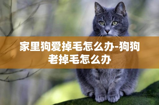家里狗愛掉毛怎么辦-狗狗老掉毛怎么辦