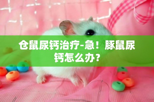 倉鼠尿鈣治療-急！豚鼠尿鈣怎么辦？