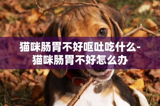 貓咪腸胃不好嘔吐吃什么-貓咪腸胃不好怎么辦