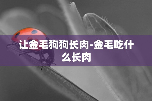 讓金毛狗狗長肉-金毛吃什么長肉