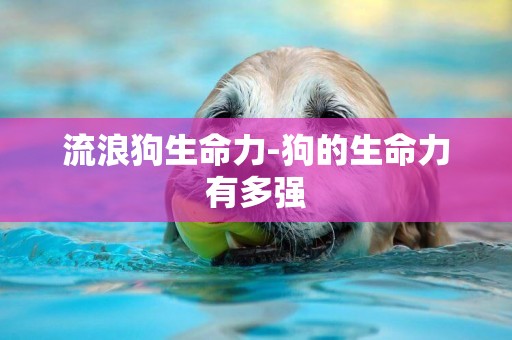 流浪狗生命力-狗的生命力有多強