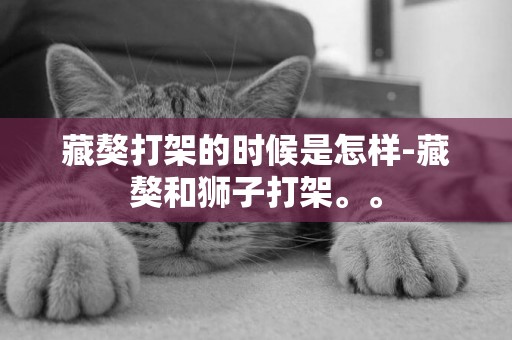 藏獒打架的時候是怎樣-藏獒和獅子打架。。