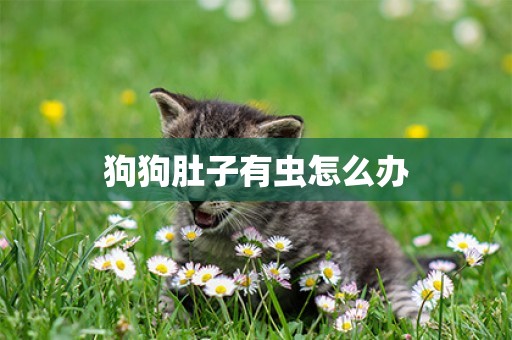 狗狗肚子有蟲怎么辦