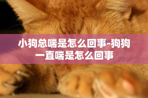 小狗總喘是怎么回事-狗狗一直喘是怎么回事