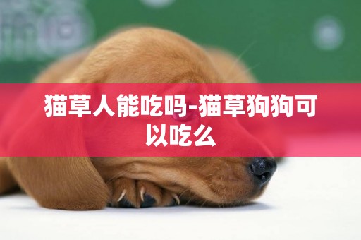 貓草人能吃嗎-貓草狗狗可以吃么