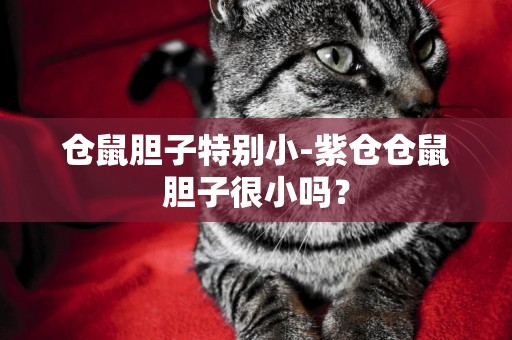 倉鼠膽子特別小-紫倉倉鼠膽子很小嗎？