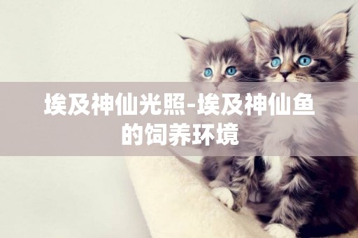 埃及神仙光照-埃及神仙魚的飼養環境