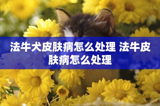 法牛犬皮膚病怎么處理 法牛皮膚病怎么處理