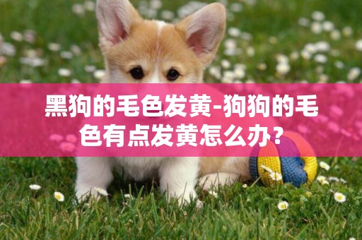 黑狗的毛色發黃-狗狗的毛色有點發黃怎么辦？
