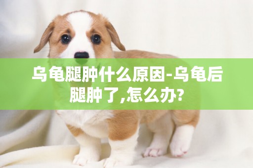 烏龜腿腫什么原因-烏龜后腿腫了,怎么辦?