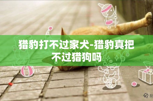 獵豹打不過家犬-獵豹真把不過獵狗嗎