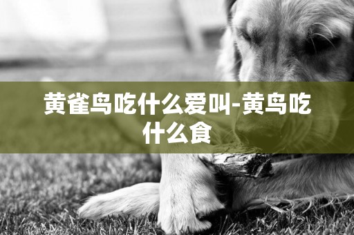 黃雀鳥吃什么愛叫-黃鳥吃什么食