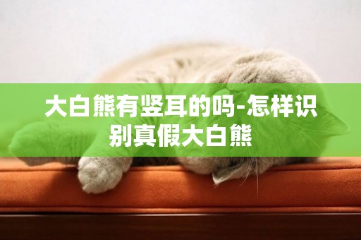 大白熊有豎耳的嗎-怎樣識別真假大白熊