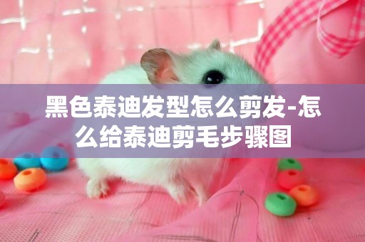 黑色泰迪發型怎么剪發-怎么給泰迪剪毛步驟圖