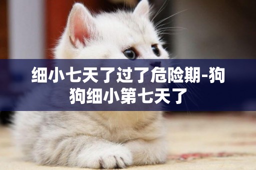 細小七天了過了危險期-狗狗細小第七天了
