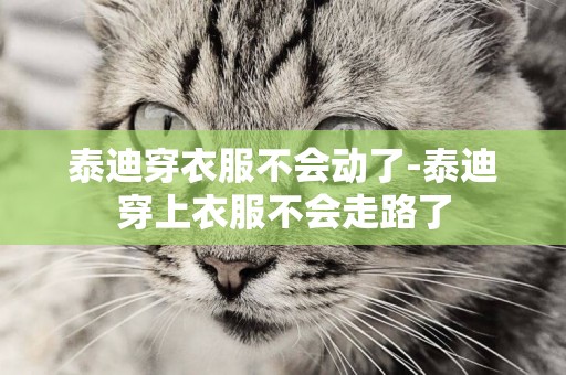 泰迪穿衣服不會動了-泰迪穿上衣服不會走路了
