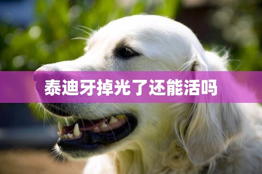 泰迪牙掉光了還能活嗎