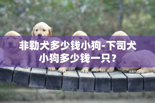 非勒犬多少錢小狗-下司犬小狗多少錢一只？