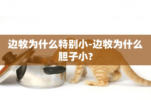 邊牧為什么特別小-邊牧為什么膽子小?
