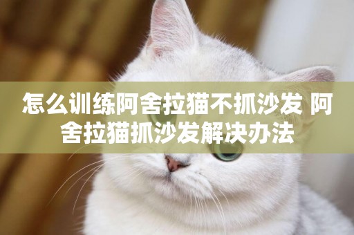 怎么訓練阿舍拉貓不抓沙發 阿舍拉貓抓沙發解決辦法