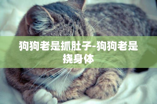 狗狗老是抓肚子-狗狗老是撓身體