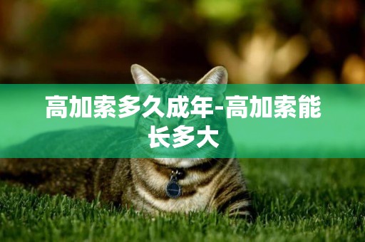 高加索多久成年-高加索能長多大