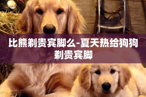 比熊剃貴賓腳么-夏天熱給狗狗剃貴賓腳
