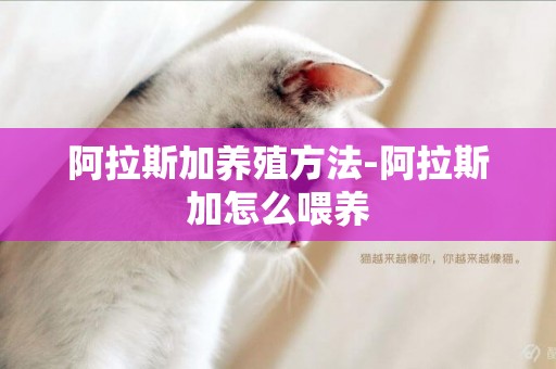 阿拉斯加養殖方法-阿拉斯加怎么喂養