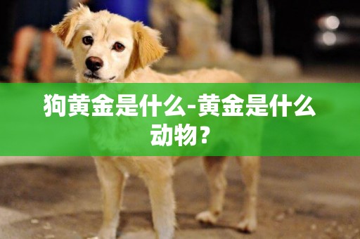 狗黃金是什么-黃金是什么動物？