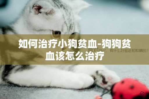 如何治療小狗貧血-狗狗貧血該怎么治療
