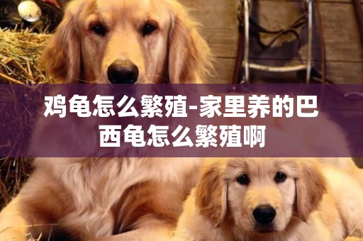 雞龜怎么繁殖-家里養的巴西龜怎么繁殖啊