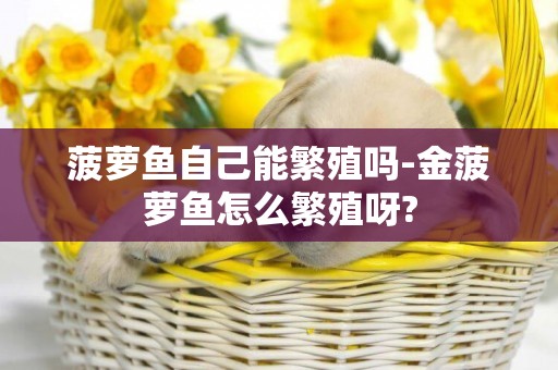 菠蘿魚自己能繁殖嗎-金菠蘿魚怎么繁殖呀?