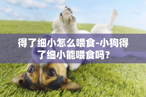 得了細小怎么喂食-小狗得了細小能喂食嗎？