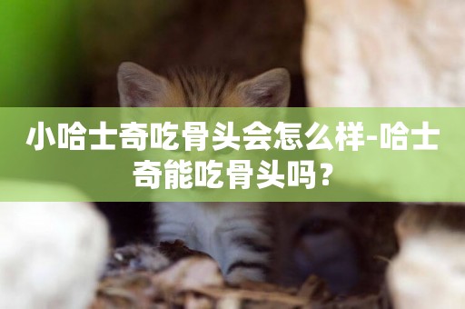 小哈士奇吃骨頭會怎么樣-哈士奇能吃骨頭嗎？