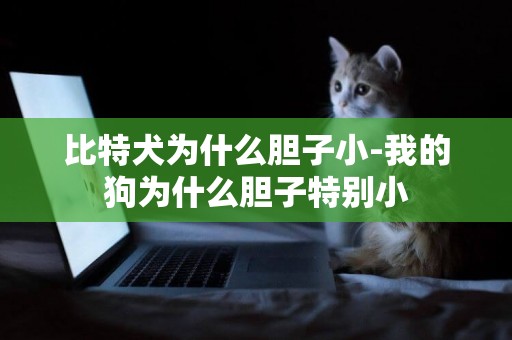 比特犬為什么膽子小-我的狗為什么膽子特別小