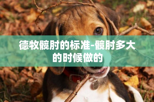 德牧髖肘的標準-髖肘多大的時候做的