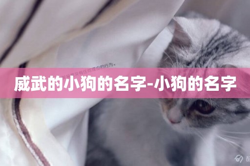 威武的小狗的名字-小狗的名字
