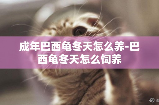 成年巴西龜冬天怎么養-巴西龜冬天怎么飼養