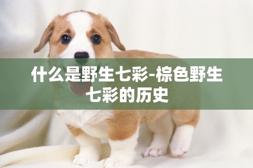 什么是野生七彩-棕色野生七彩的歷史