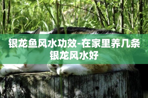 銀龍魚風水功效-在家里養幾條銀龍風水好