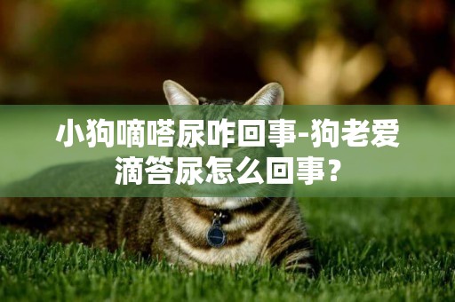 小狗嘀嗒尿咋回事-狗老愛滴答尿怎么回事？