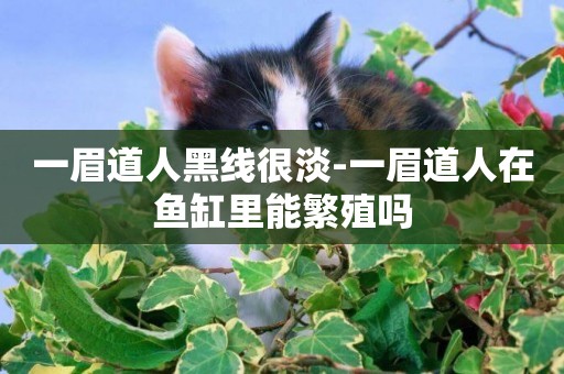 一眉道人黑線很淡-一眉道人在魚缸里能繁殖嗎
