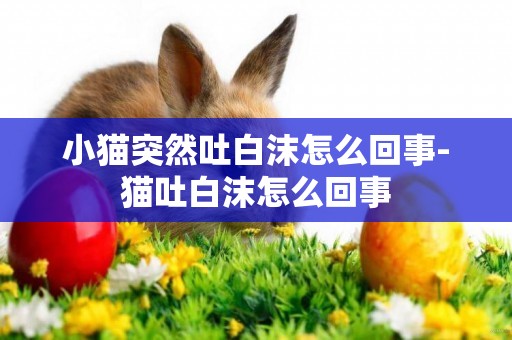 小貓突然吐白沫怎么回事-貓吐白沫怎么回事